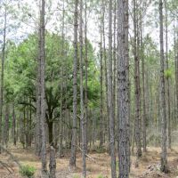 Waccasassa Flatwoods West Tract images 4