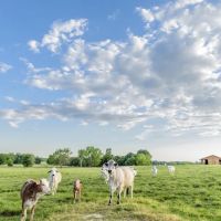 Prairie Oaks Ranch - 4 490 acres images 5