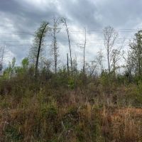11 acres in North Perry images 5