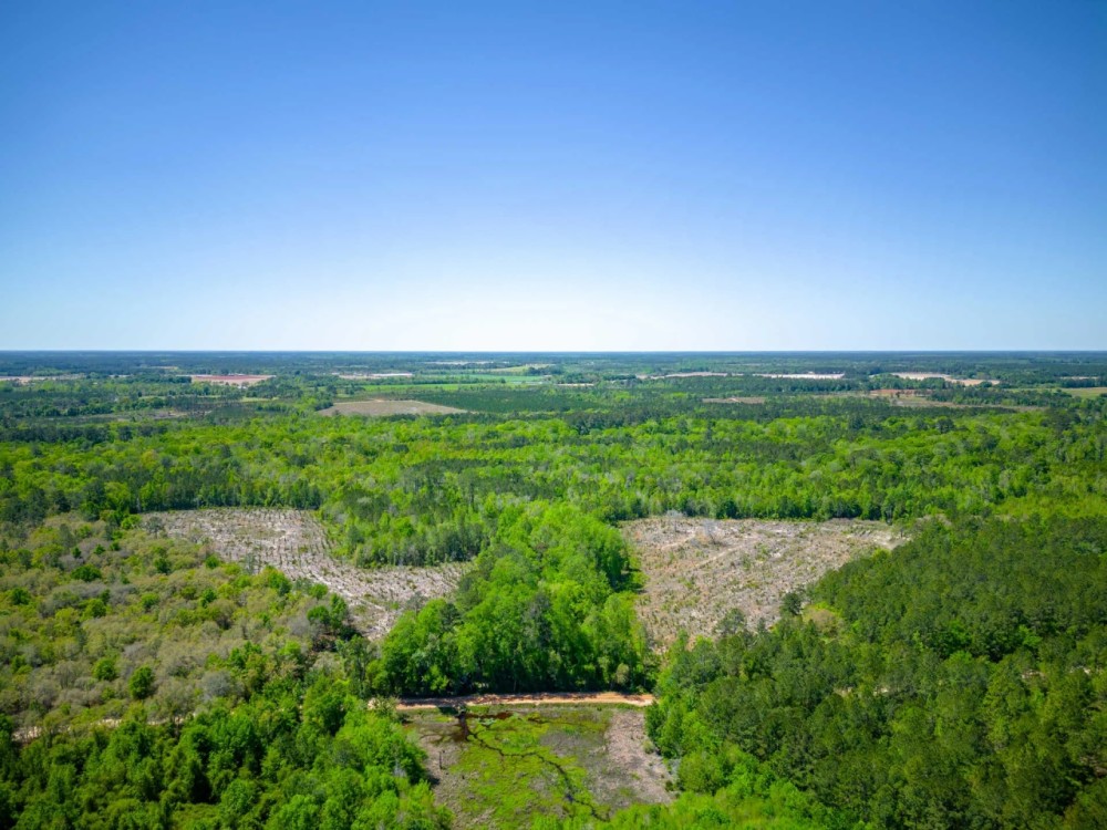125 Acres of Pristine Wilderness on Metts-Overstreet Road featured image