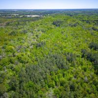 125 Acres of Pristine Wilderness on Metts-Overstreet Road images 2