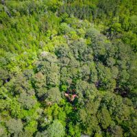 125 Acres of Pristine Wilderness on Metts-Overstreet Road images 3