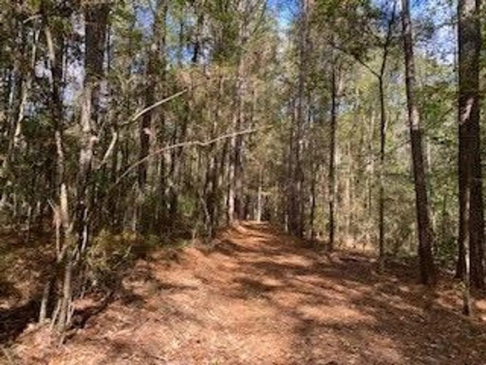 Turnkey 26.5 Acres for Sale in Clinton LA featured image