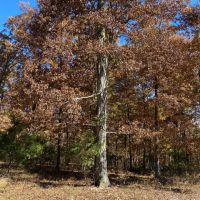 152 Acres Melody Mnt Scottsboro images 5