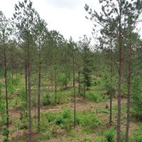59.95 acres outside of Pine Mountain in Troup County images 4