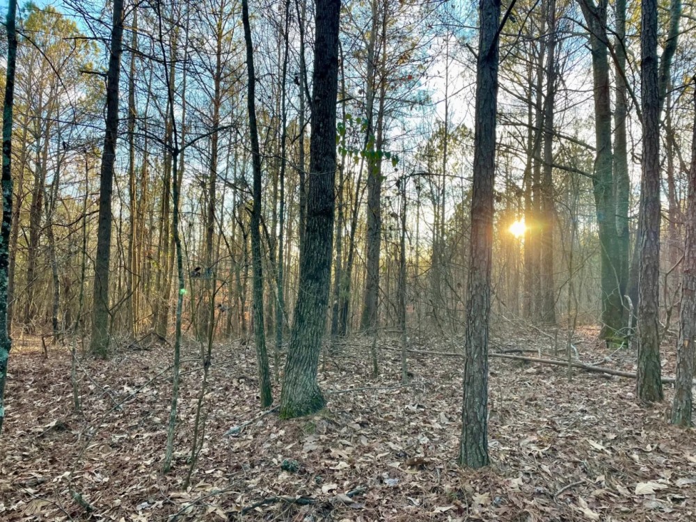 160 - acres Timberland featured image
