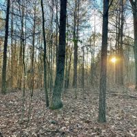 160 - acres Timberland