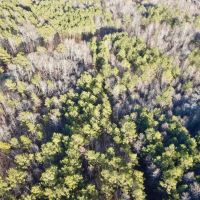160 - acres Timberland images 2