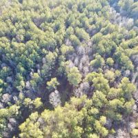 160 - acres Timberland images 3