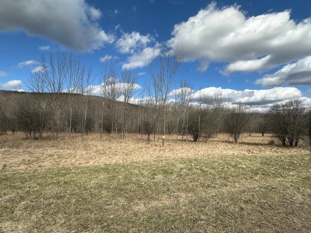 12 acres Recreational Land and Hunting Land in Grove NY County Road 15b with Financing Available featured image