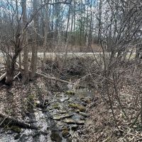 12 acres Recreational Land and Hunting Land in Grove NY County Road 15b with Financing Available images 5