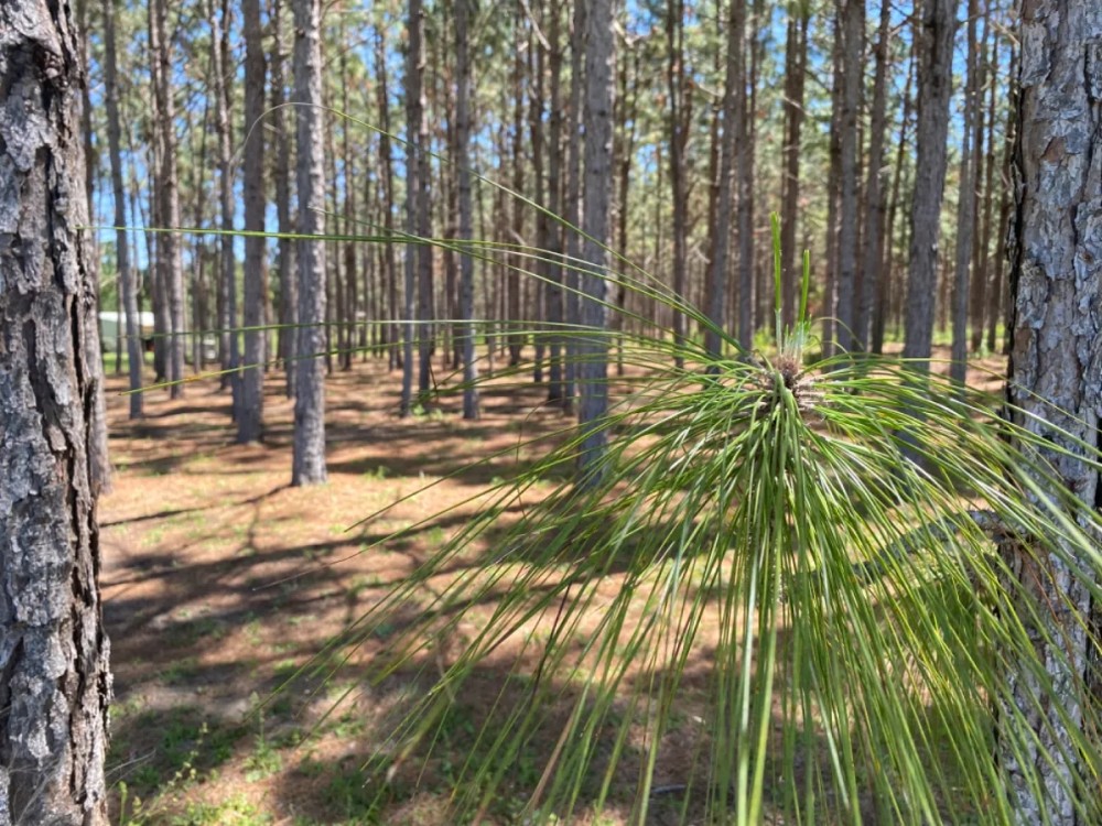 Longleaf Pine Homesite featured image