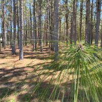 Longleaf Pine Homesite