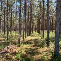 Longleaf Pine Homesite images 2