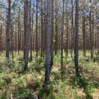 Longleaf Pine Homesite images 3