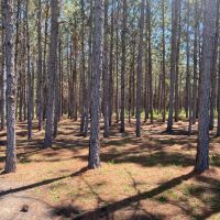 Longleaf Pine Homesite images 4