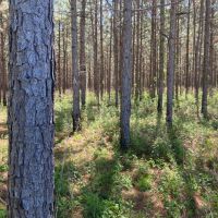 Longleaf Pine Homesite images 5