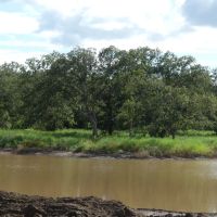 167 - Acres….Surface water Excellent hunting Oaks