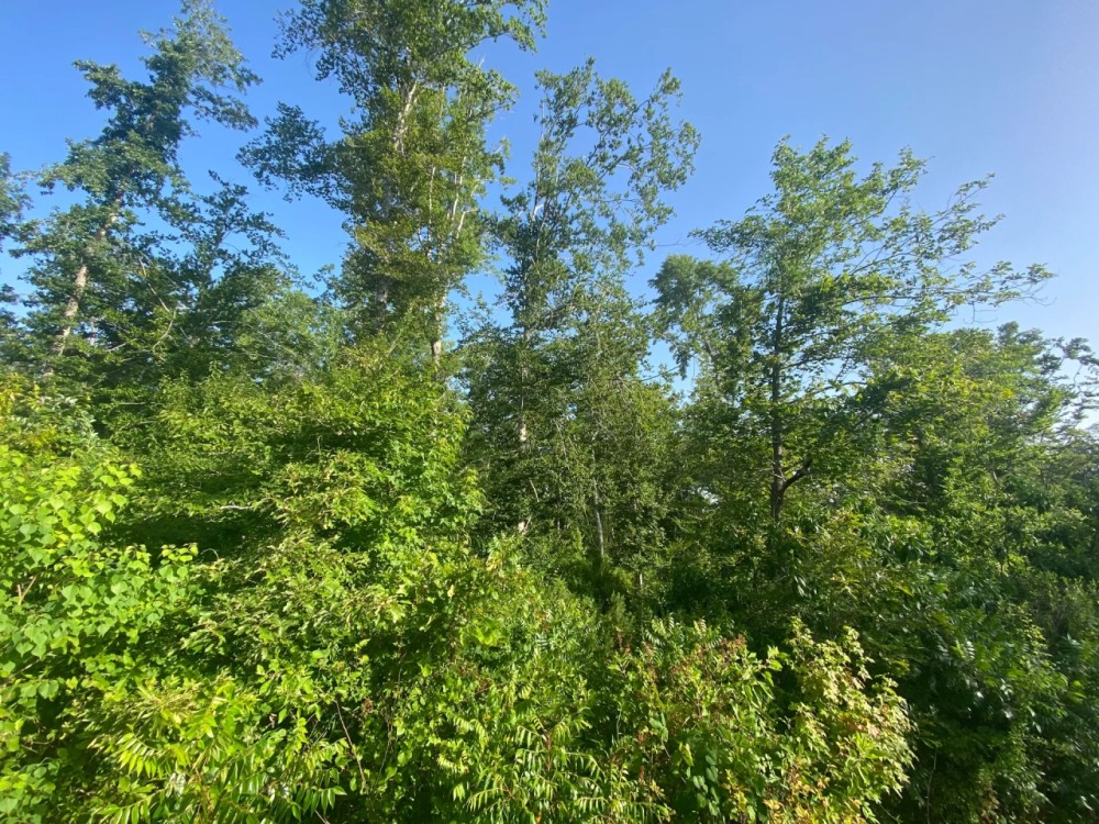 LA - Caldwell 240 acres - featured image