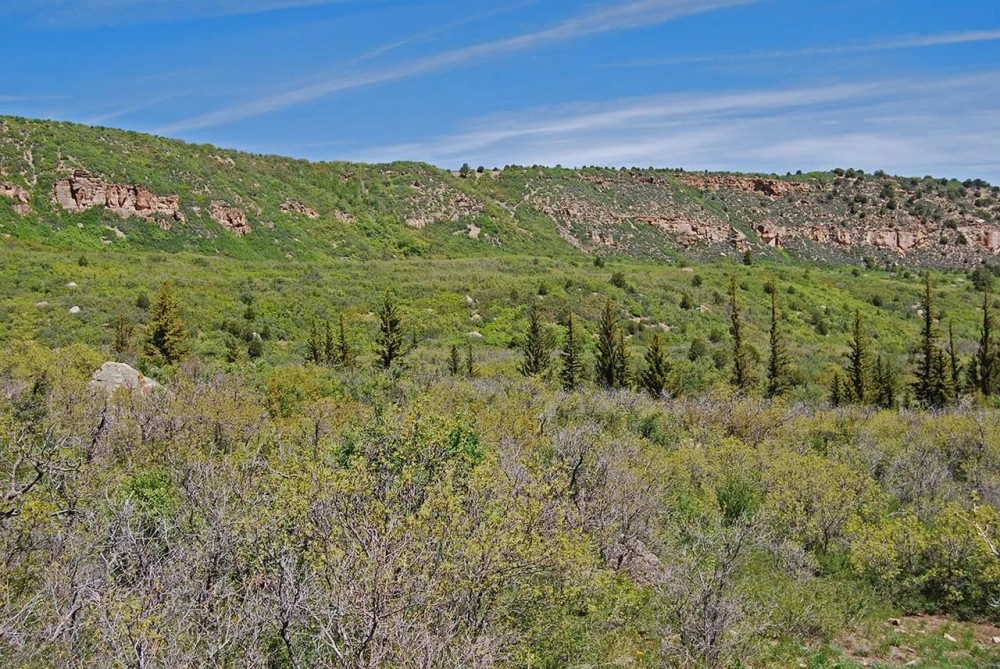Uncompahgre Hunting Ranch featured image