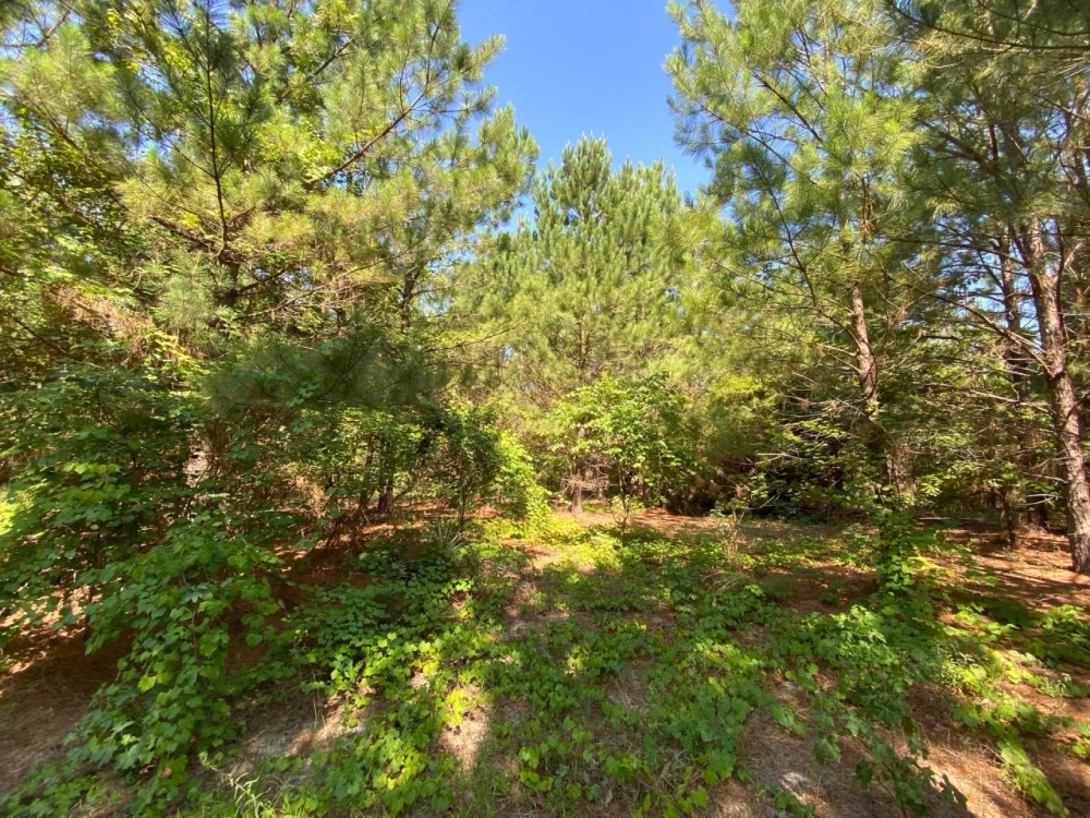 Hunting Land and Potential Homestead in Harleton Texas featured image