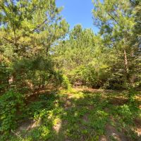 Hunting Land and Potential Homestead in Harleton Texas