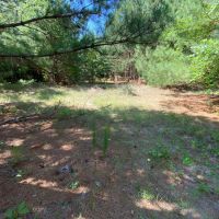 Hunting Land and Potential Homestead in Harleton Texas images 3