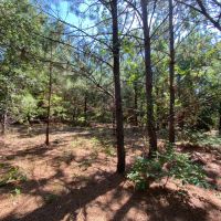 Hunting Land and Potential Homestead in Harleton Texas images 4