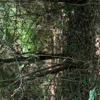 Hunting Land and Potential Homestead in Harleton Texas images 5