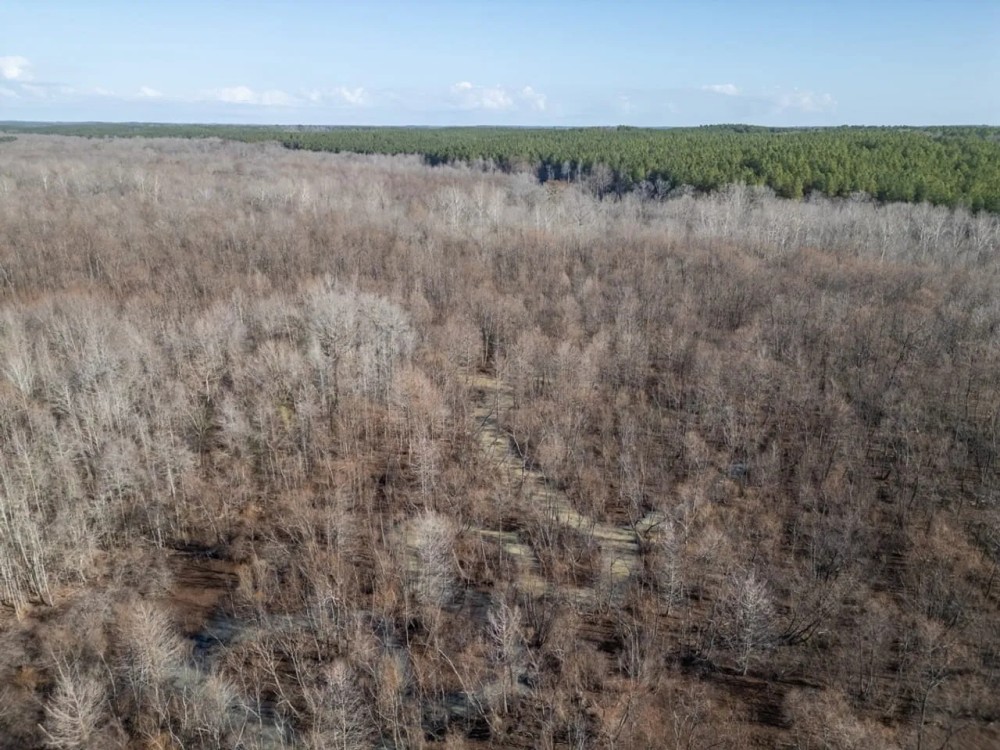 Mississippi Land for Sale Montgomery County featured image
