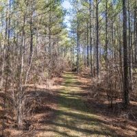 Mississippi Land for Sale Montgomery County images 5