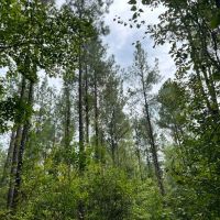 40 Acres in Wayne County MS images 2