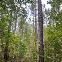 40 Acres in Wayne County MS images 3