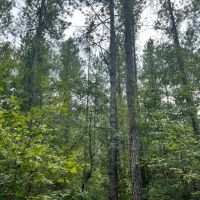 40 Acres in Wayne County MS images 4