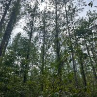 40 Acres in Wayne County MS images 5