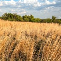 Crooked Tree Ranch images 4