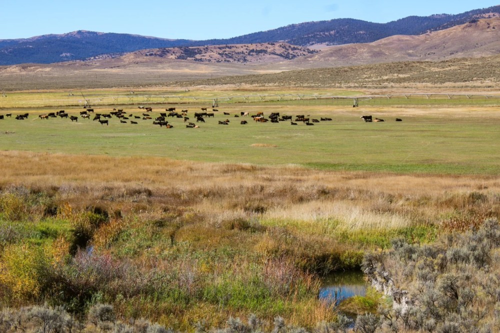 Willow Creek Ironside Ranch featured image