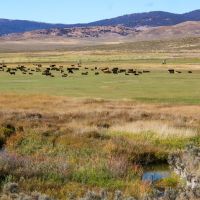 Willow Creek Ironside Ranch