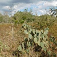 TBD Brown Road in Flatonia images 5