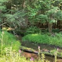 235 acres Hunting and Recreational Land in Davenport NY Delaware County Highway 11 near Oneonta images 4
