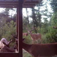 750+ acres available; part of a 3,000 acre collectively managed Hunting Cooperative
