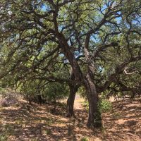 Big Oak Ranch images 3