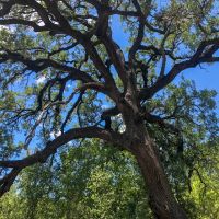 Big Oak Ranch images 4