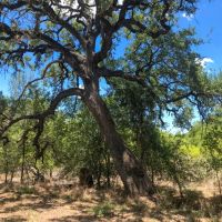 Big Oak Ranch images 5