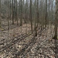 25 acres Hunting Land and Recreational Land in Grove NY County Road 15b images 5