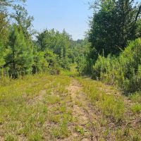 237.81 Acres in Holmes County MS