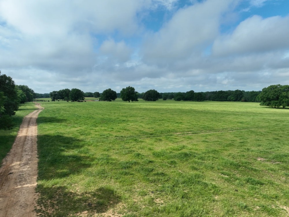 316 Acre Cattle Ranch Red River Co TX featured image