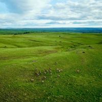 Cow Face Hill Ranch images 3