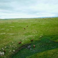 Cow Face Hill Ranch images 5