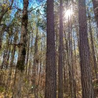 55 Acres Paces Creek T3076-10 images 2